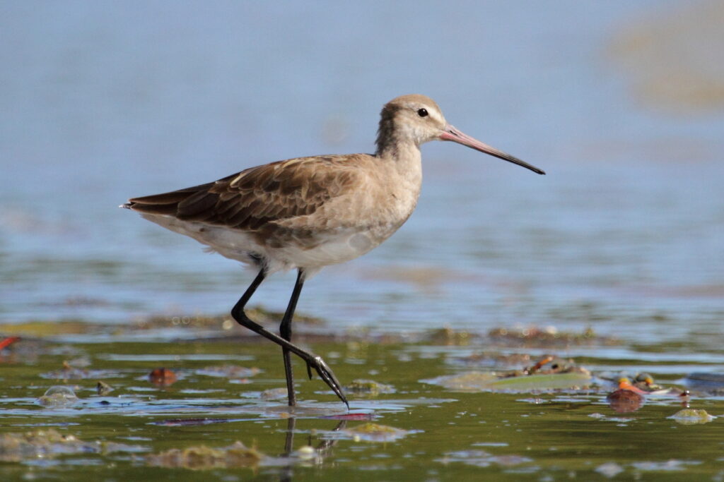 Bar-tailed Godwit or Kuaka in Estuary