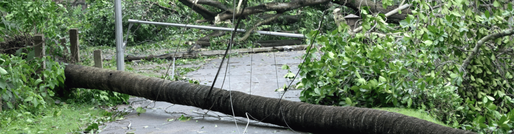 Powerlines and trees down