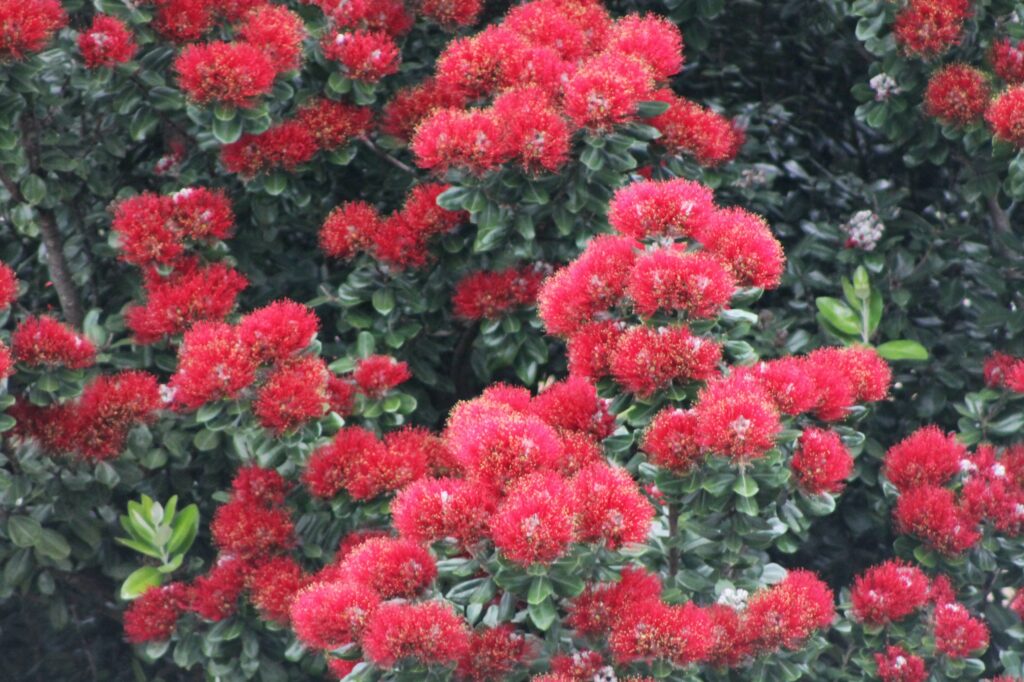 Pohutakawa Trees in full red bloom